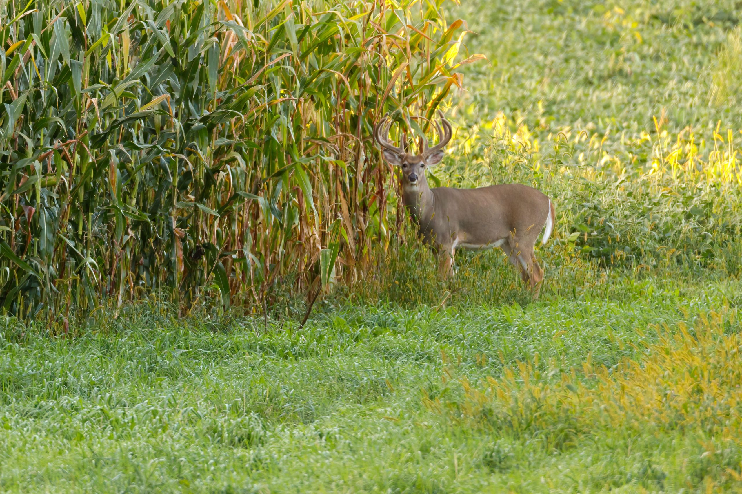 How to Hunt the October Lull Bowhunting Depot