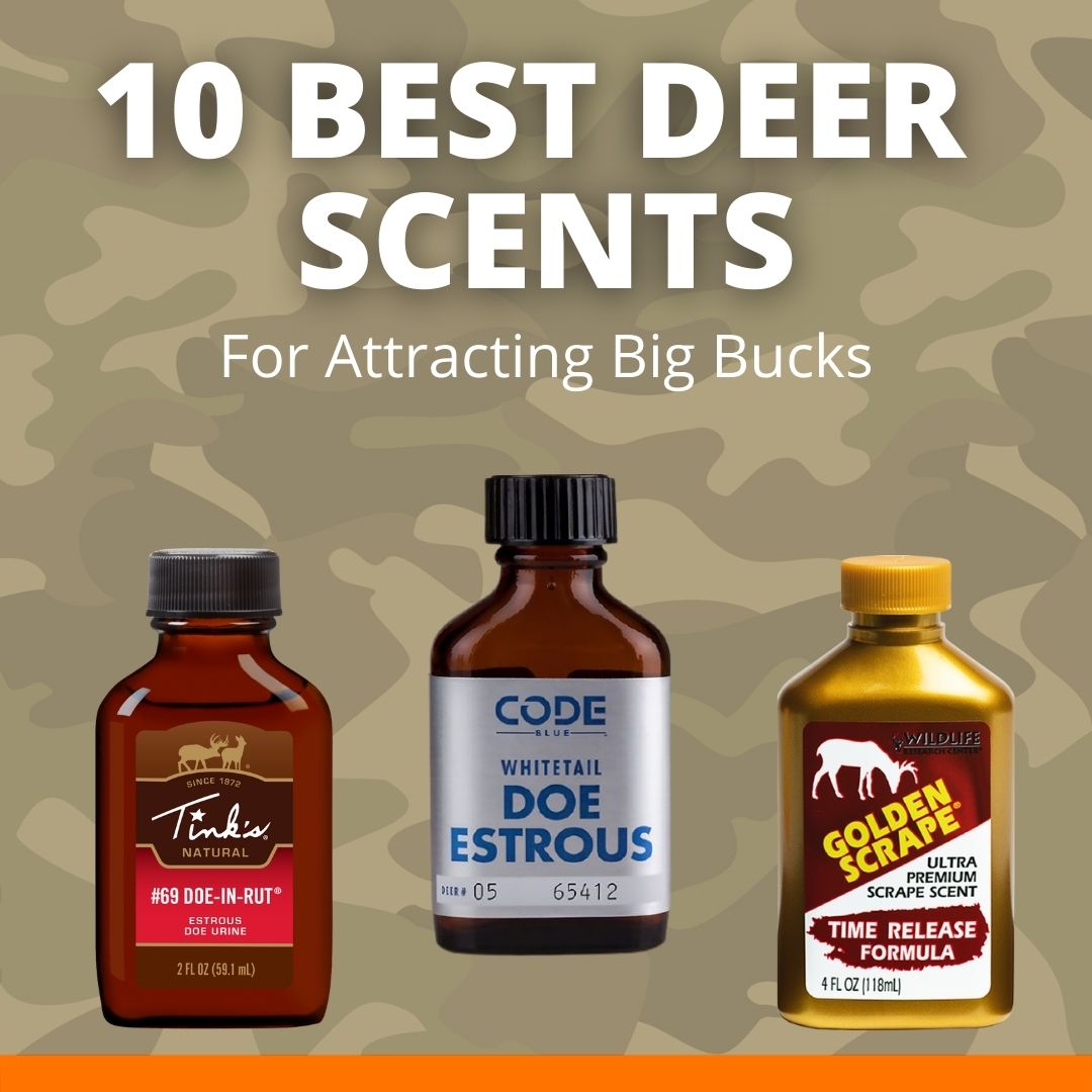 Best Scents for Deer Hunting